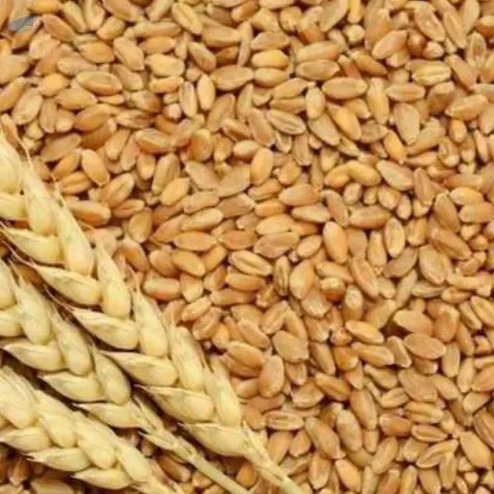 Feed Wheat Grade A | Bulk Export Supply