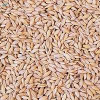Feed Barley Grade A | Bulk Supply