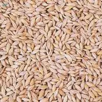 Feed Barley Grade A | Bulk Supply