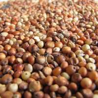 Sorghum Grain Grade A | Bulk Supply
