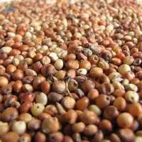 Sorghum Grain Grade A | Bulk Supply
