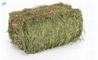 Alfalfa Hay Premium Quality | Bulk Supply