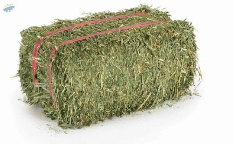 Alfalfa Hay Premium Quality | Bulk Supply