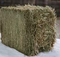 Timothy Hay Premium Quality | Bulk Supply