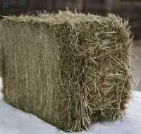 Timothy Hay Premium Quality | Bulk Supply