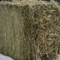 Clover Hay Premium Quality | Bulk Supply