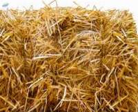Wheat Straw Baled | Bulk Supply