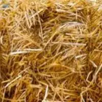 Barley Straw