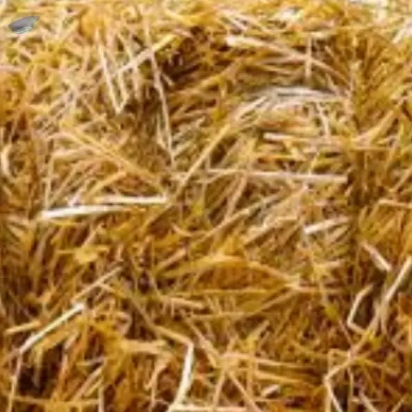 Barley Straw