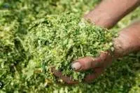 Corn Silage Premium Quality | Bulk Supply