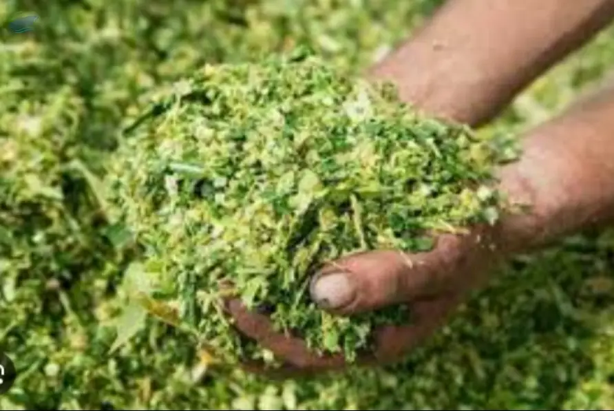 Corn Silage Premium Quality | Bulk Supply