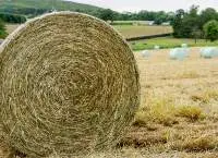 Haylage Premium Quality | Bulk Supply