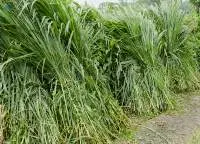 Napier Grass Fresh/Dried | Bulk Supply