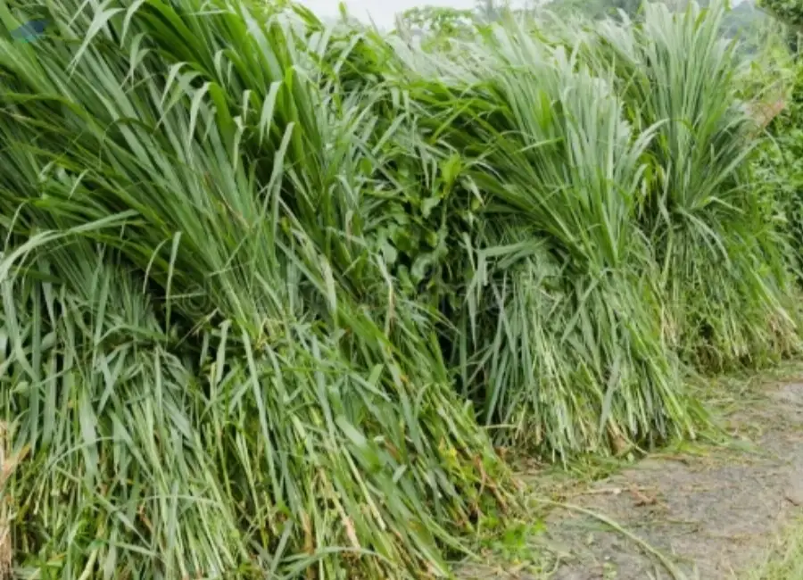 Napier Grass Fresh/Dried | Bulk Supply