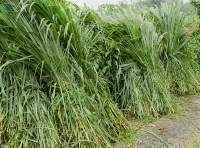 Mixed Pasture Grass | Bulk Supply