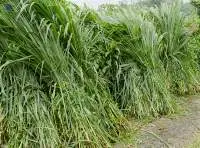 Mixed Pasture Grass | Bulk Supply