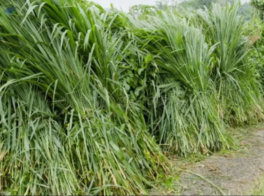 Mixed Pasture Grass | Bulk Supply
