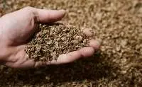 Brewer's Spent Grains Feed Grade | Bulk Supply
