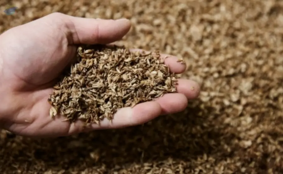 Brewer's Spent Grains Feed Grade | Bulk Supply