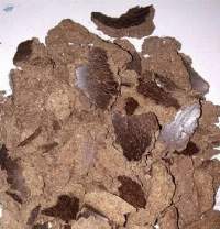 Palm Kernel Cake (PKC) Feed Grade | Bulk Supply