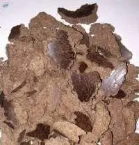 Palm Kernel Cake (PKC) Feed Grade | Bulk Supply
