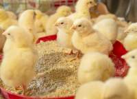 Poultry Broiler Feed for Rapid Growth
