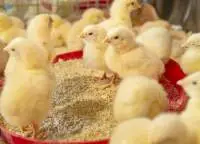 Poultry Broiler Feed for Rapid Growth