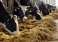 Dairy Cattle Feed High Milk Yield | Bulk Supply