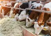 Beef Cattle Feed for Weight Gain | Bulk Supply