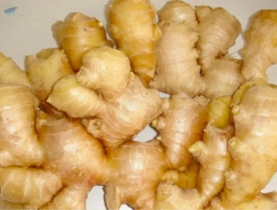 Fresh Ginger Premium Export Quality