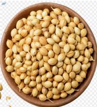 Coriander Seeds Premium Whole | Bulk Supply