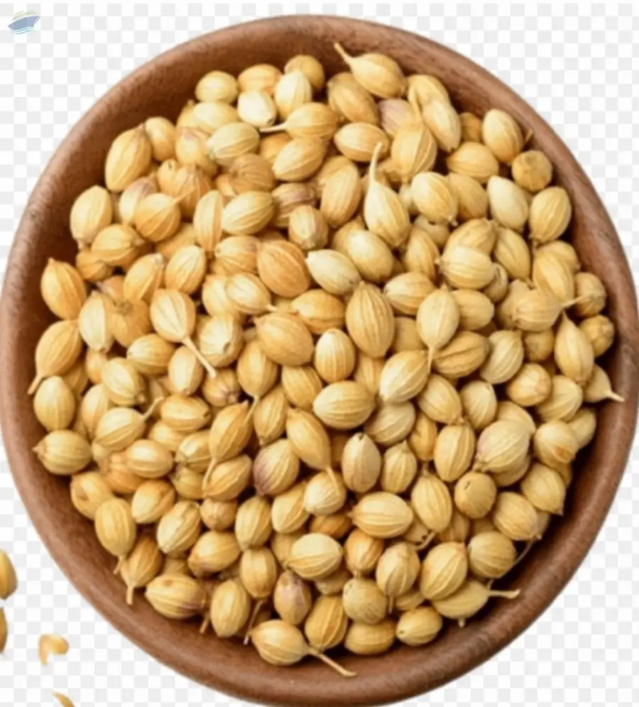 Coriander Seeds Premium Whole | Bulk Supply