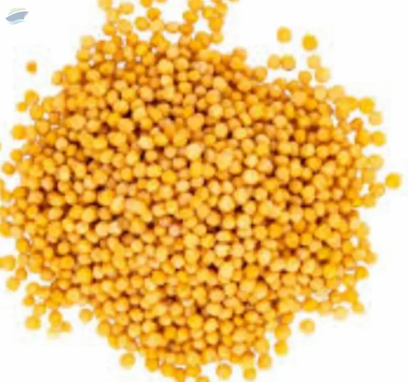Yellow Mustard Seeds Premium Grade | Bulk Supply