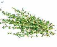 Premium Dried Thyme High Quality Herb