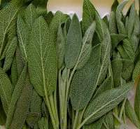 Dried Sage Premium Quality