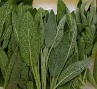 Dried Sage Premium Quality