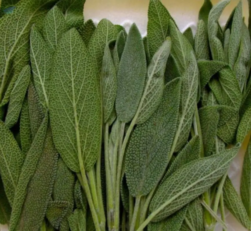 Dried Sage Premium Quality