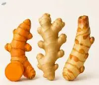 Galangal Premium Quality
