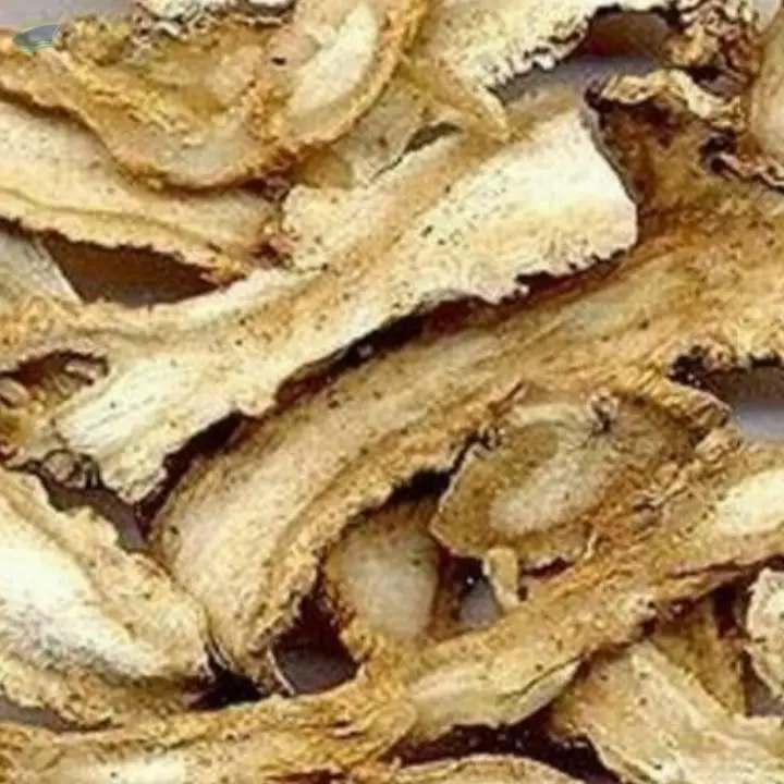 Angelica Root Premium Quality