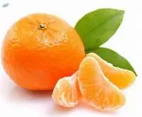 Fresh Mandarins Premium Quality