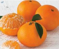 Fresh Tangerines Premium Quality
