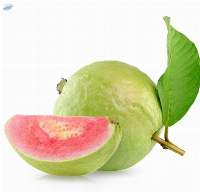 Fresh Guava Premium Quality