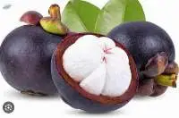 Fresh Mangosteen Premium Quality
