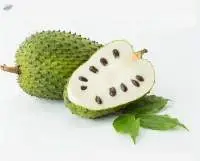 Soursop (Graviola) Premium Quality