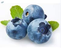Fresh Blueberries Premium Quality