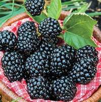 Fresh Blackberries Premium Quality
