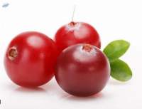 Fresh Cranberries Premium Quality