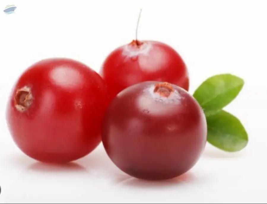 Fresh Cranberries Premium Quality