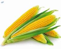 Maize (Corn) Premium Quality