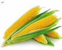 Maize (Corn) Premium Quality
